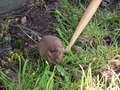 20071013_155518_SANY0056.JPG