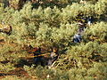 20071216_131111_bl_SANY0008.JPG