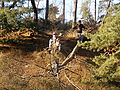 20071216_133837_bl_SANY0016.JPG