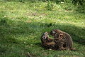 IMG_2420.JPG