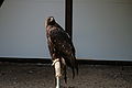 IMG_2432.JPG