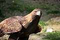 IMG_2433.JPG