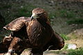IMG_2434.JPG