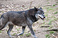 20110205_143917_IMG_6528.jpg