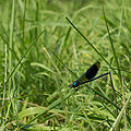 20110711_095054_IMG_0798.jpg