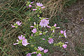 20110714_110846_IMG_1216.jpg