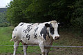 20110714_122909_IMG_1301.jpg