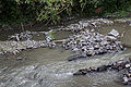 20110715_171738_IMG_1371.jpg