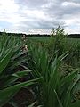 2014-07-14_14-23-30_2014-07-14_14-23-30_IMG_0501.jpg