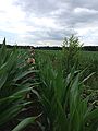 2014-07-14_14-23-30_2014-07-14_14-23-30_IMG_0502.jpg